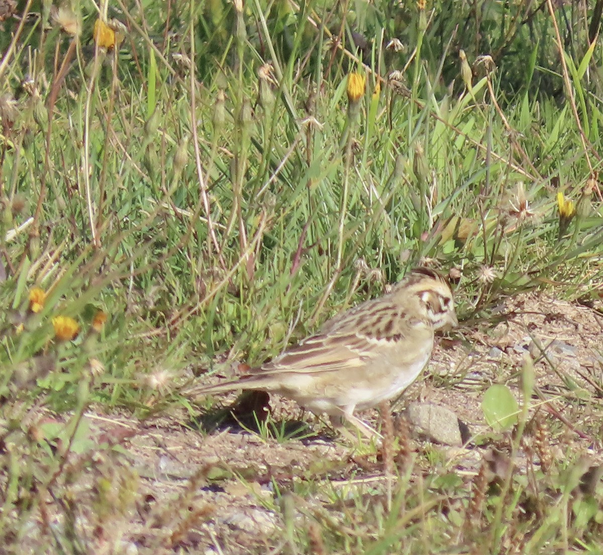 Lark Sparrow - ML642885560