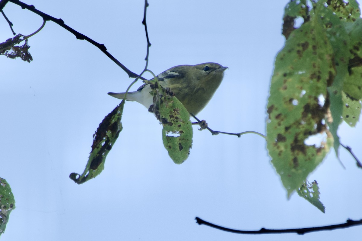 Blackpoll Warbler - ML642885563