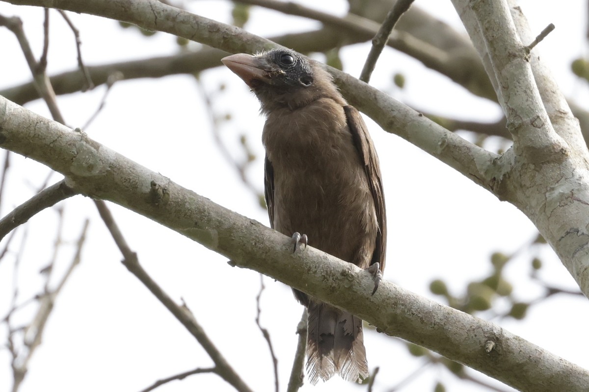 Naked-faced Barbet - ML642885564