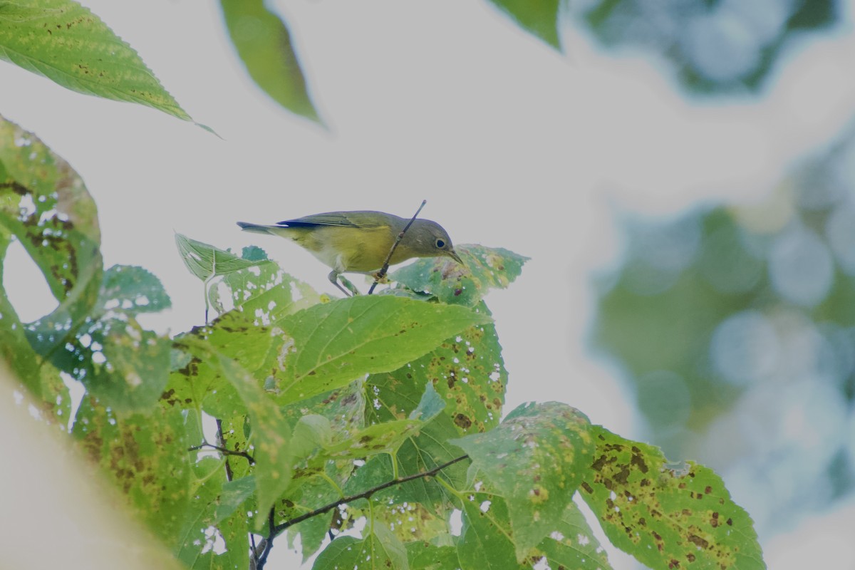 Nashville Warbler - ML642885577