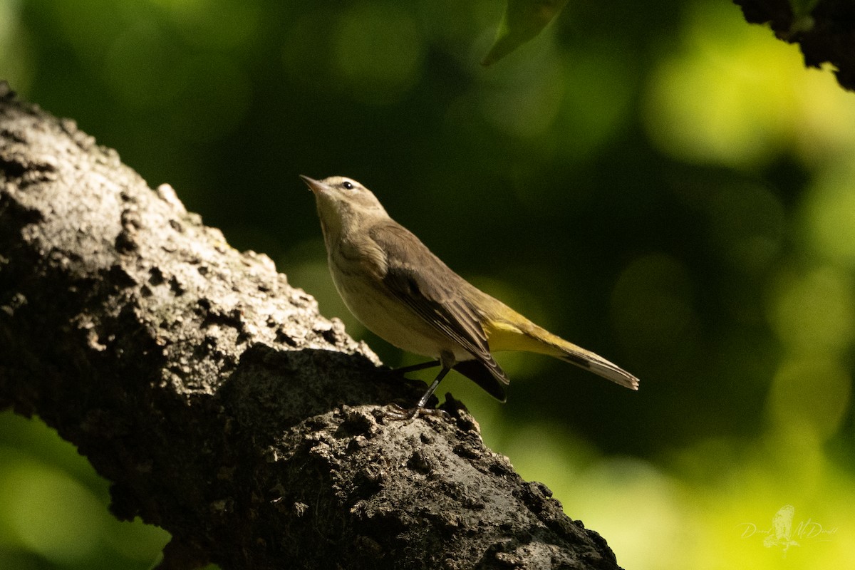 Palm Warbler - ML642885578