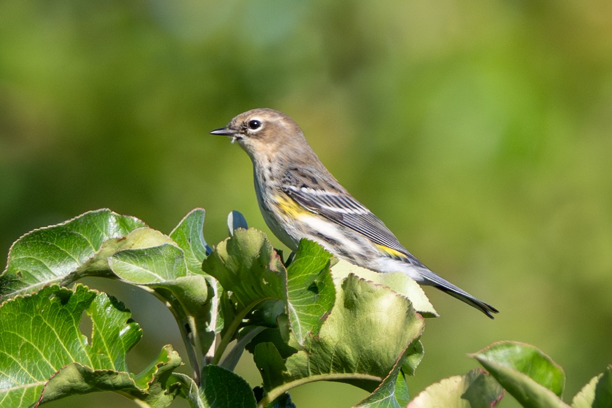 Yellow-rumped Warbler - ML642885580