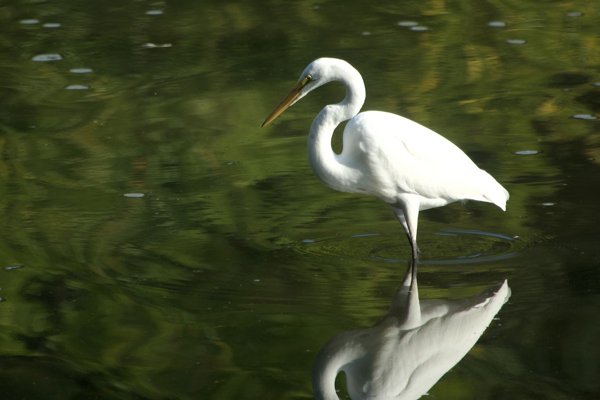 Great Egret - ML642885583