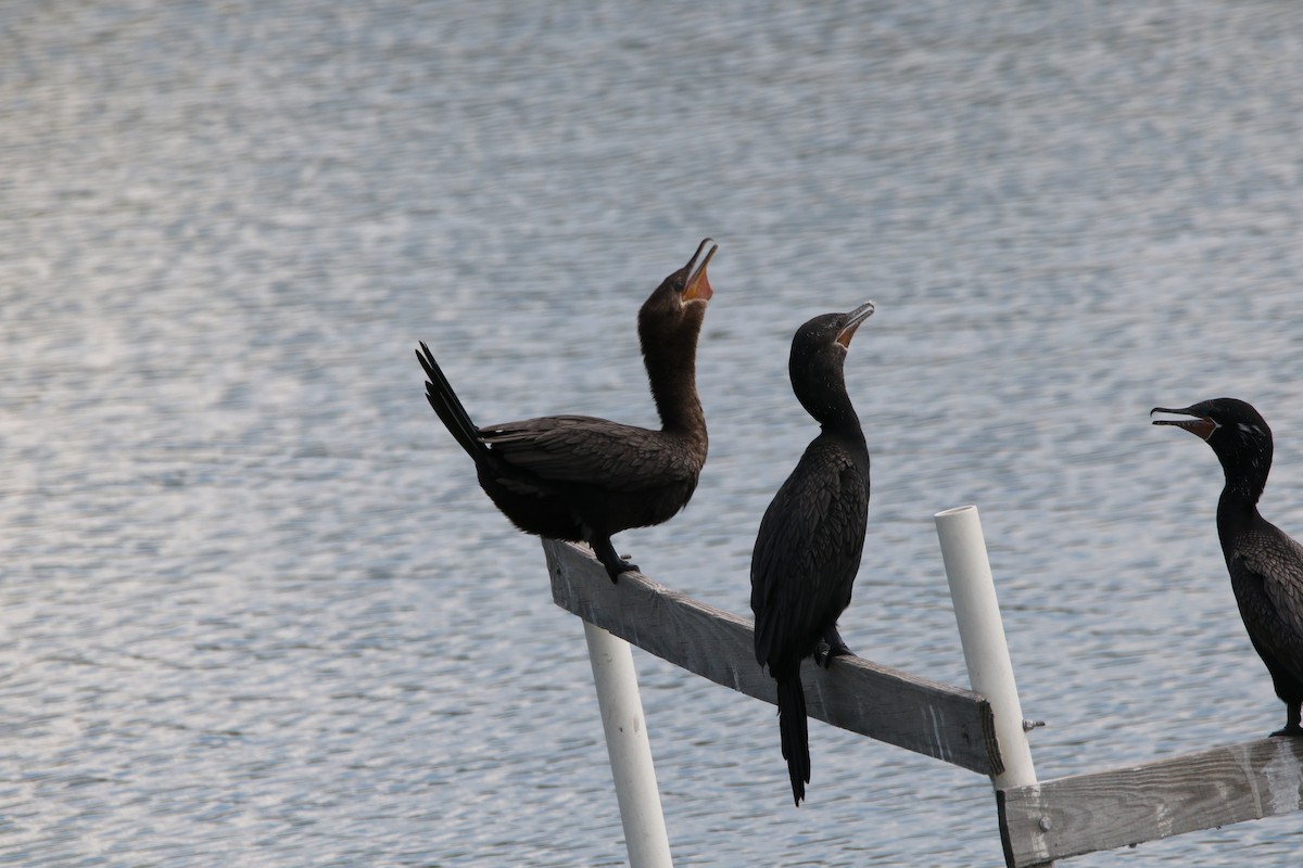 Cormorán Biguá - ML642885589