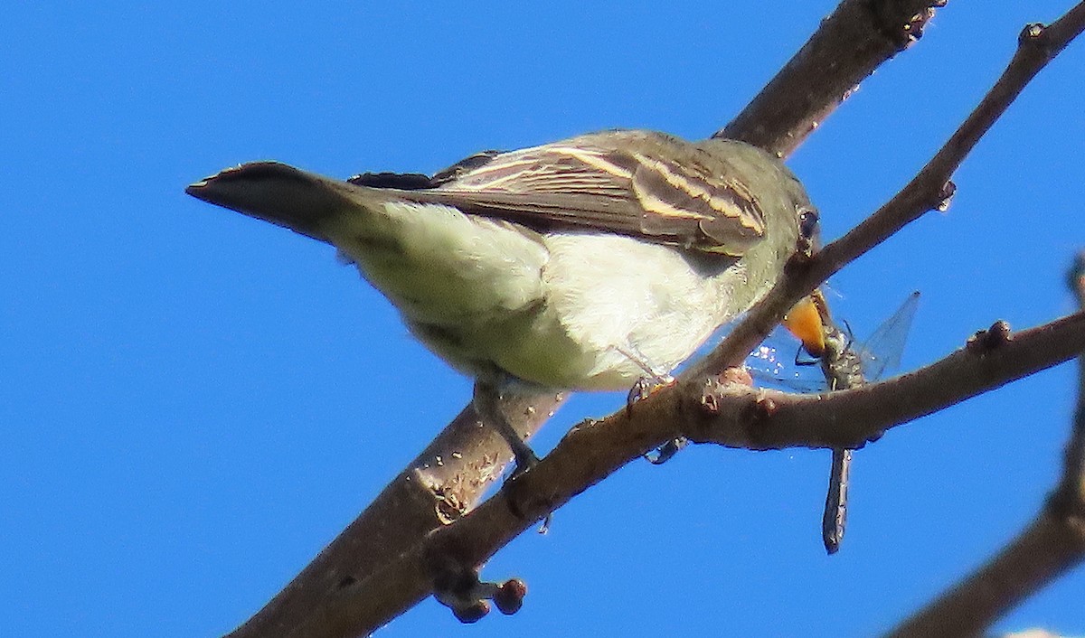 østpivi - ML642885590