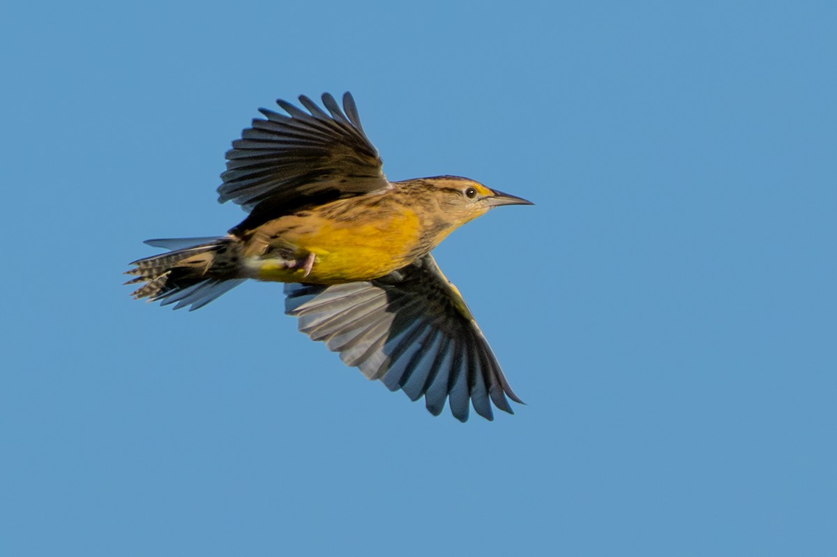 Eastern Meadowlark - ML642885608