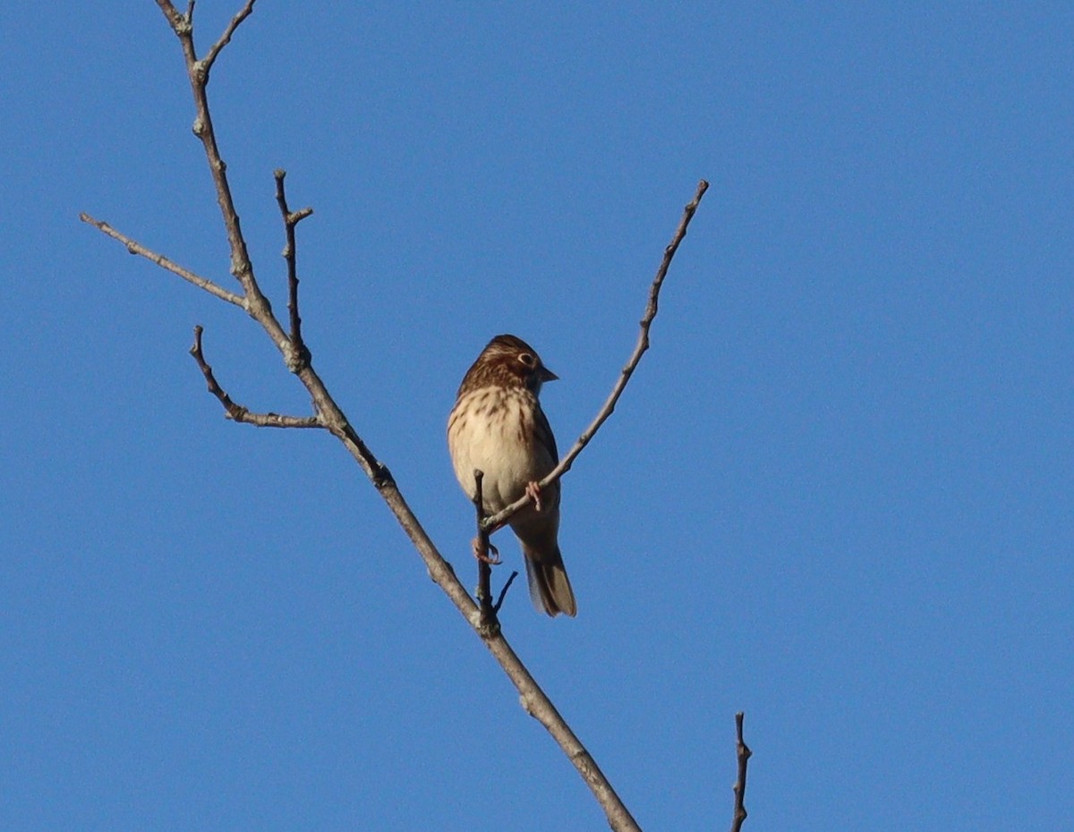 Vesper Sparrow - ML642885610
