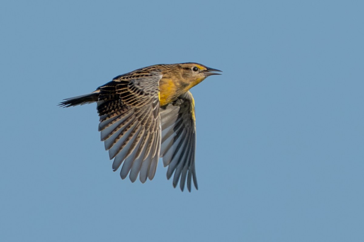 Eastern Meadowlark - ML642885612