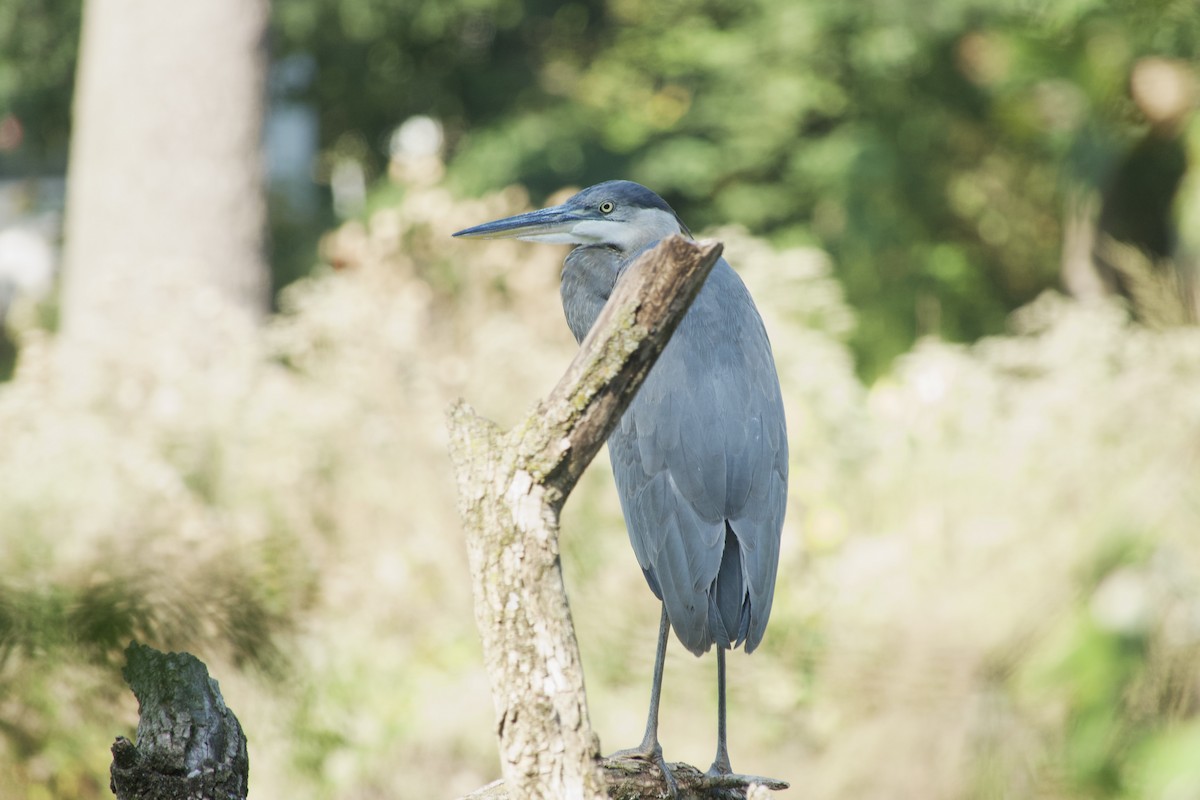 Great Blue Heron - ML642885613