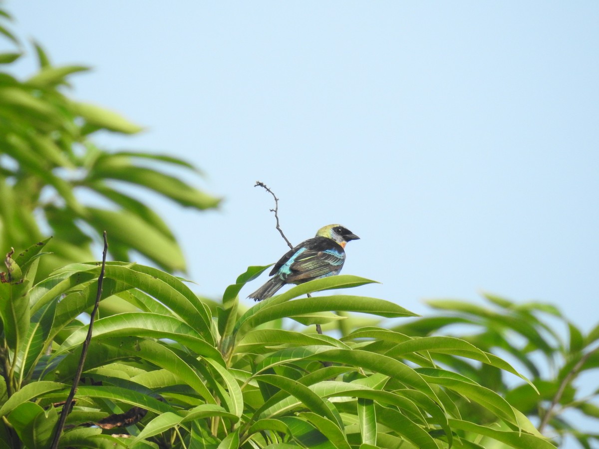 Golden-hooded Tanager - ML642885617
