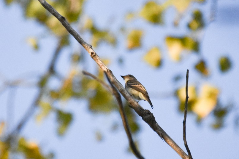 Eastern Wood-Pewee - ML642885623