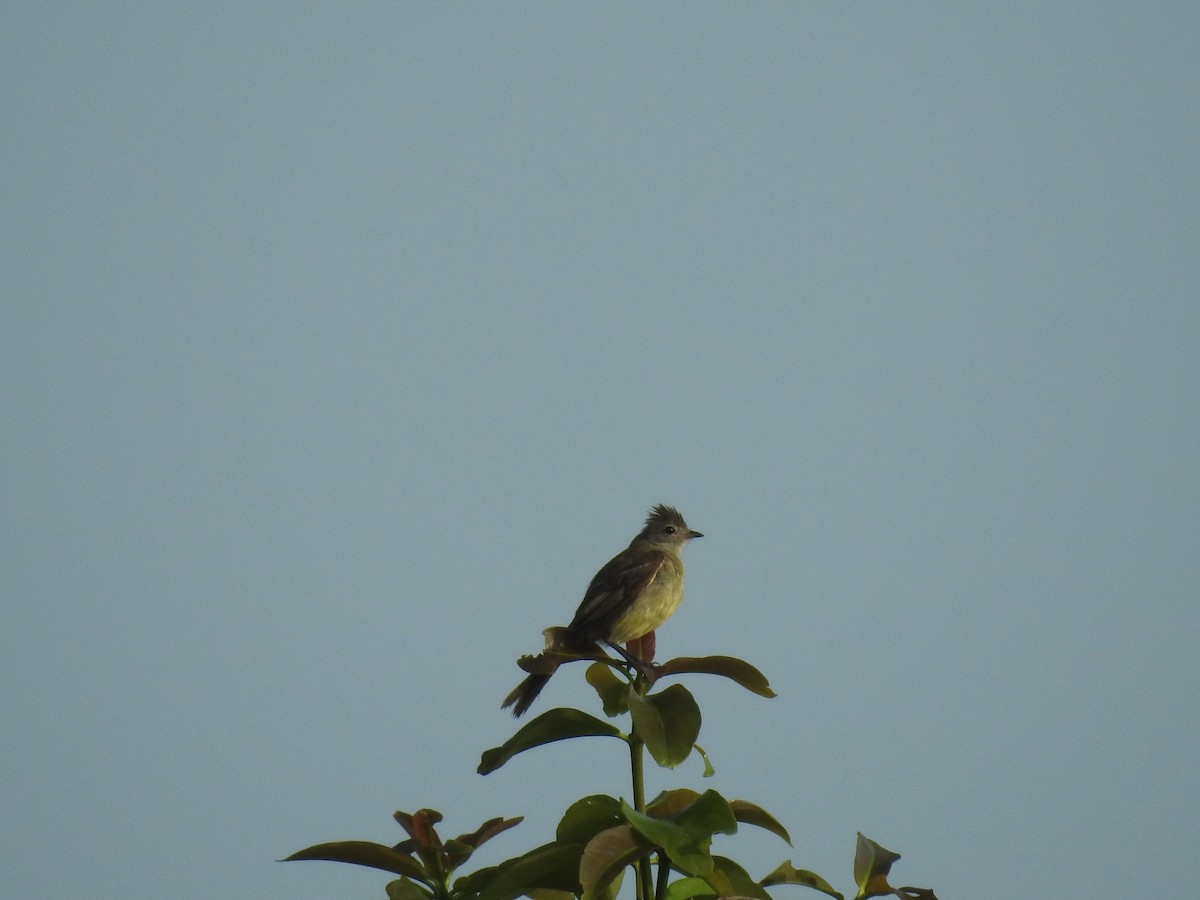 Yellow-bellied Elaenia - ML642885633