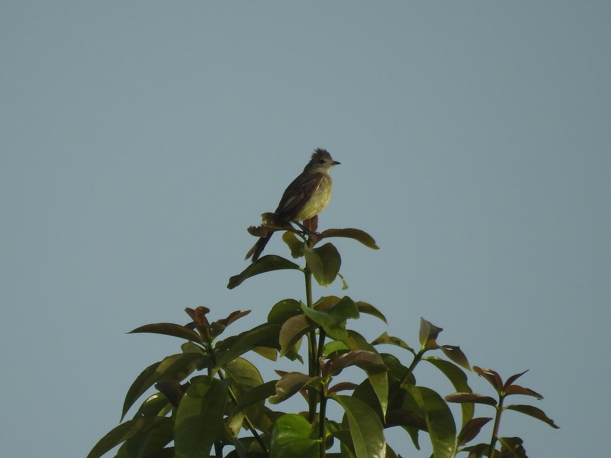Yellow-bellied Elaenia - ML642885634