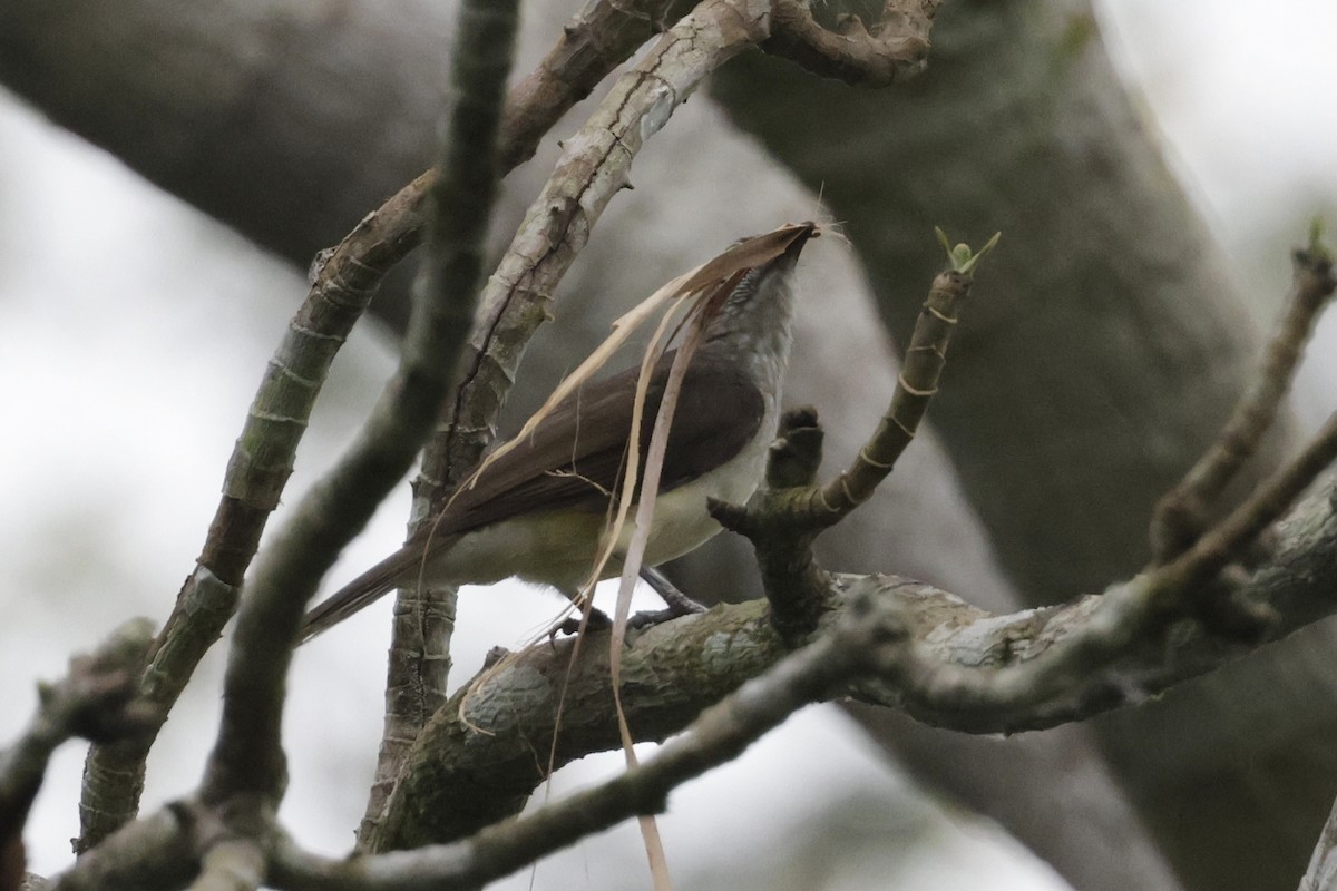 Swamp Greenbul - ML642885639