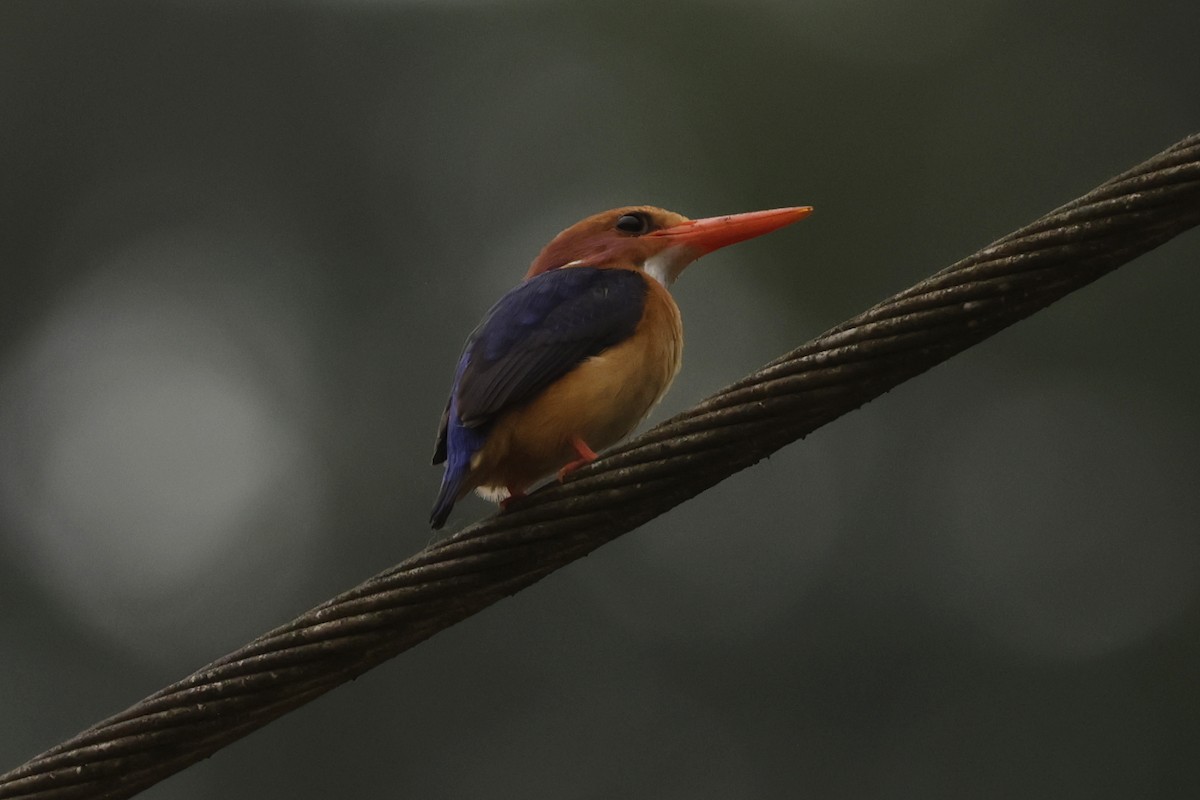 African Pygmy Kingfisher - ML642885651