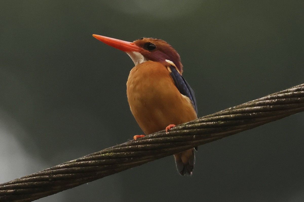 African Pygmy Kingfisher - ML642885652