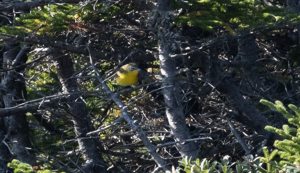 Yellow-breasted Chat - ML642885716