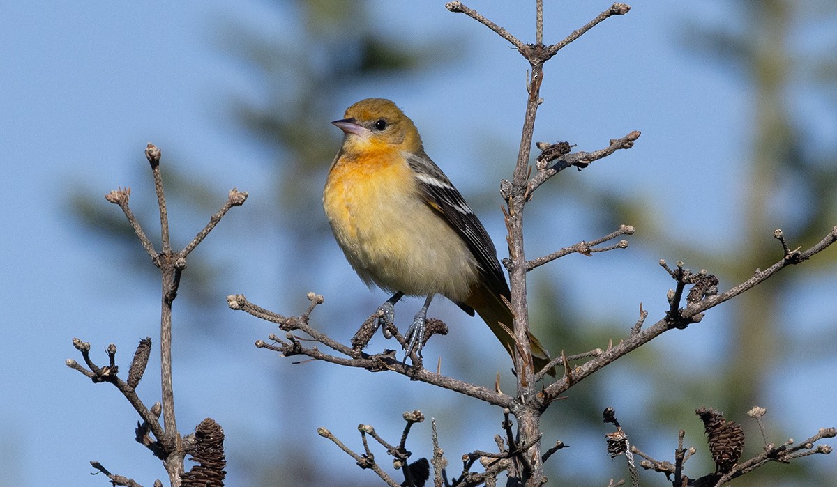 Baltimore Oriole - ML642885719