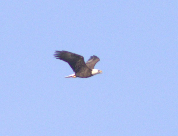 Bald Eagle - ML642885725
