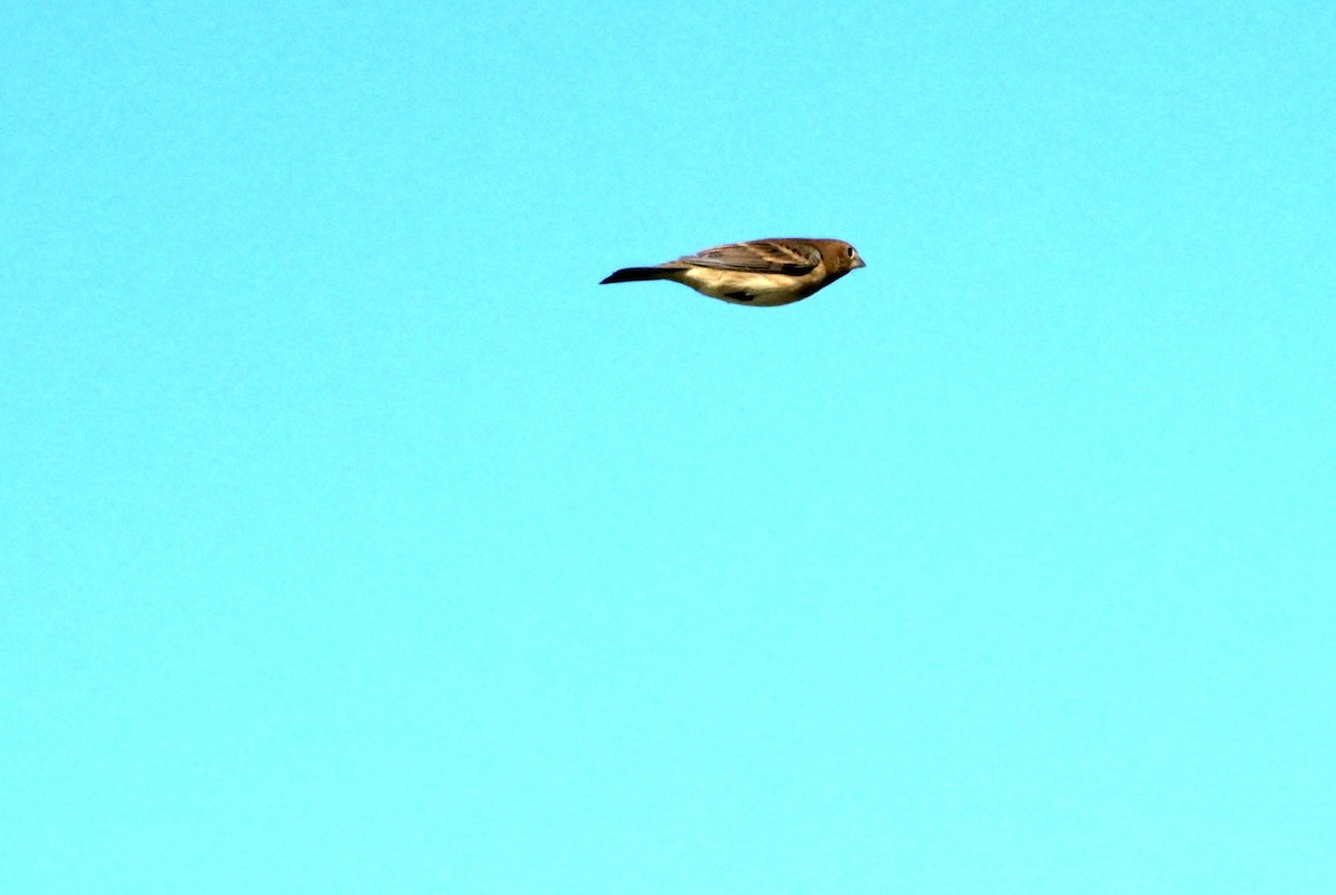 Dickcissel - ML642885728