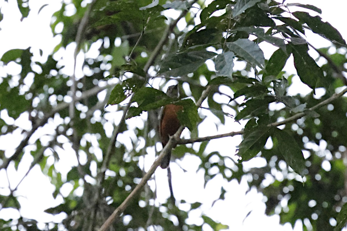 Finsch's Flycatcher-Thrush - ML642885730