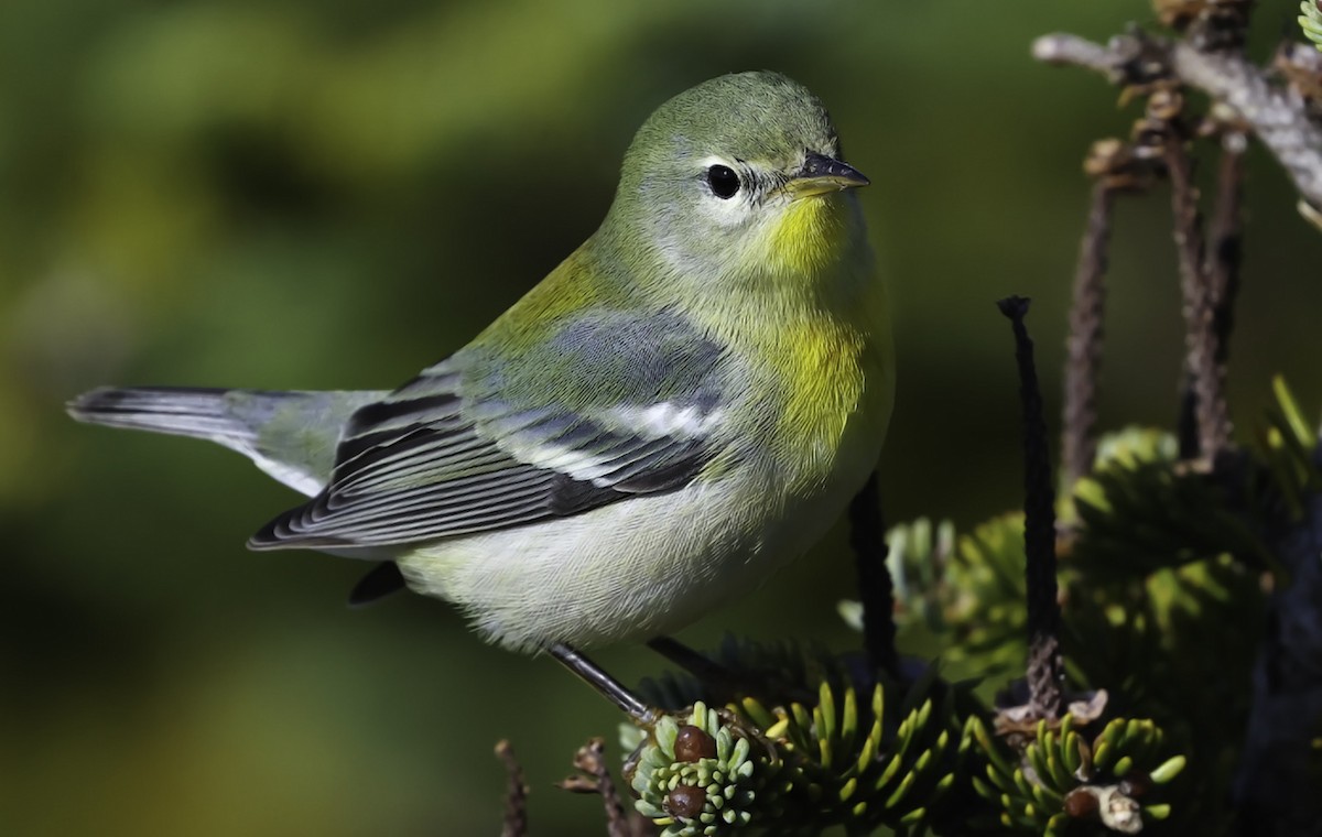 Northern Parula - ML642885731