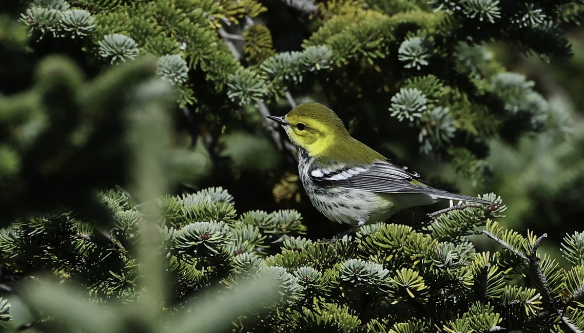 Black-throated Green Warbler - ML642885739