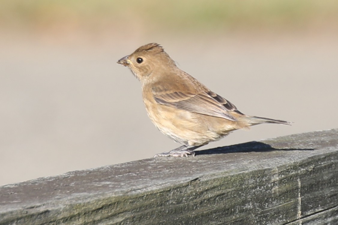 ルリノジコ - ML642885757