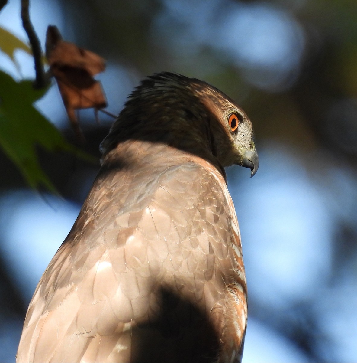 Cooper's Hawk - ML642885764