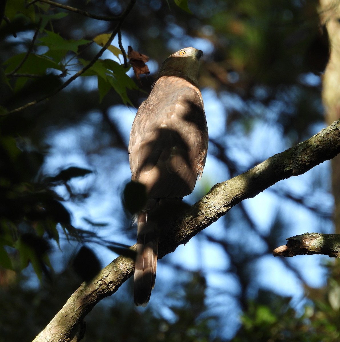 Cooper's Hawk - ML642885765