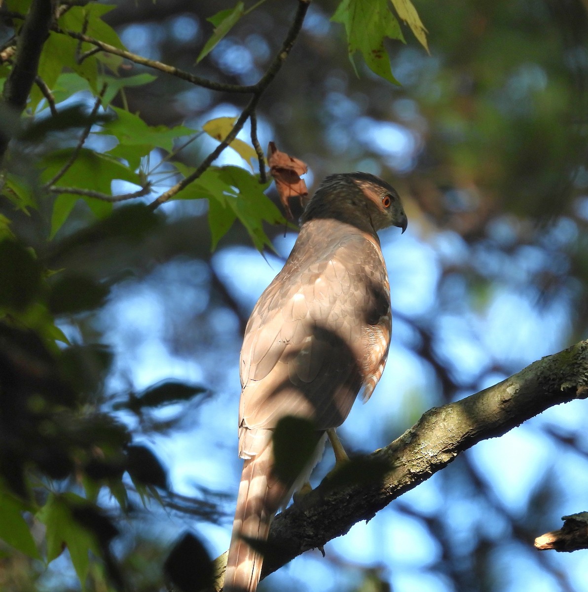 Cooper's Hawk - ML642885766