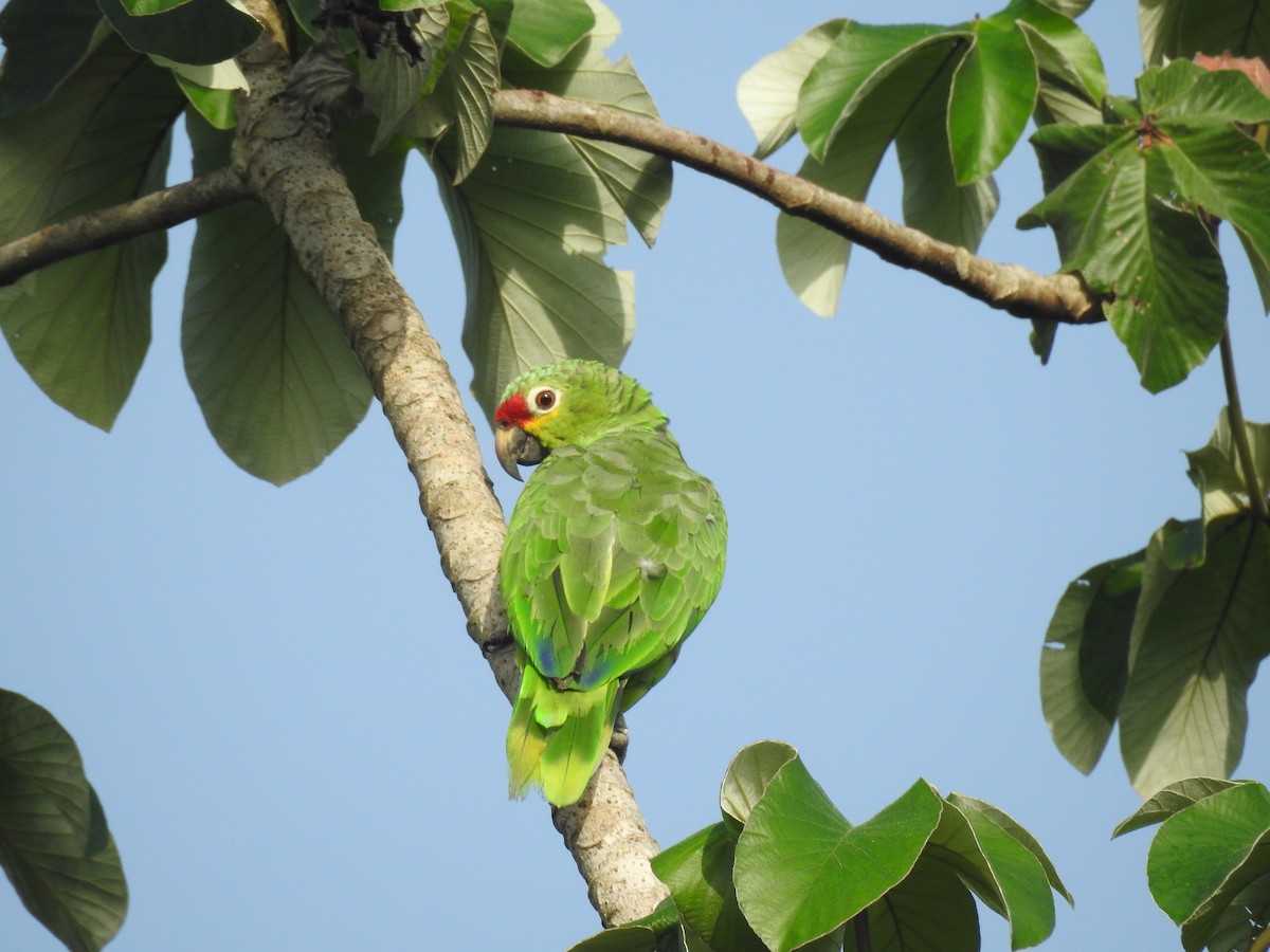 Red-lored Amazon - ML642885767