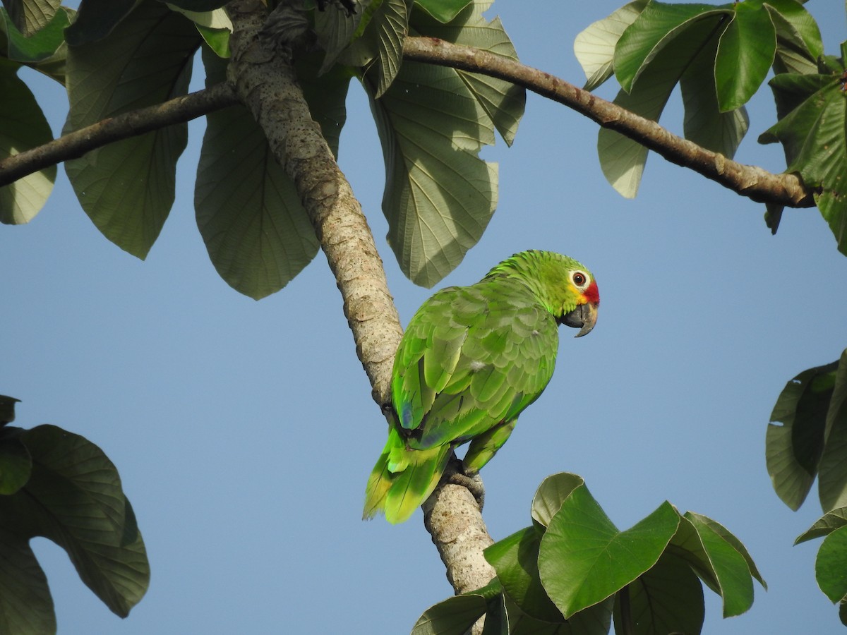 Red-lored Amazon - ML642885768