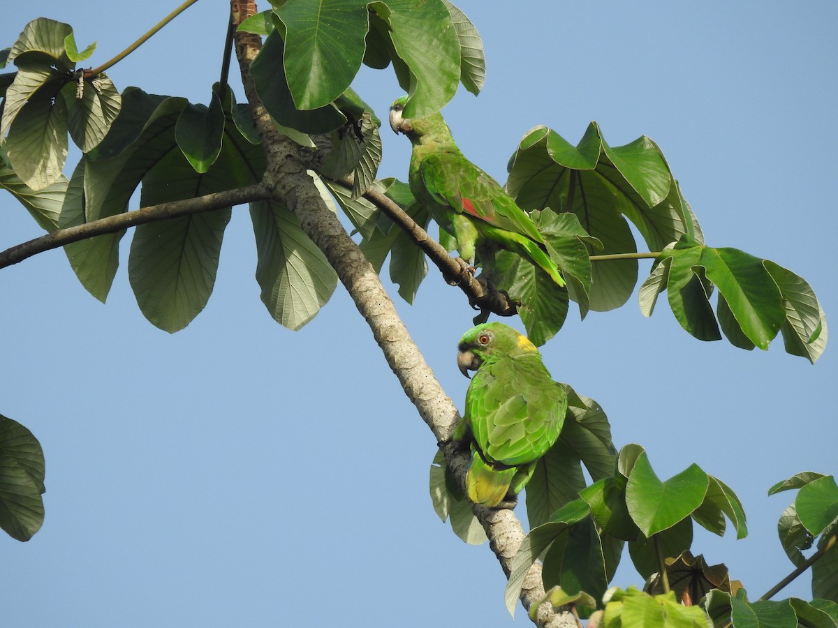Red-lored Amazon - ML642885770
