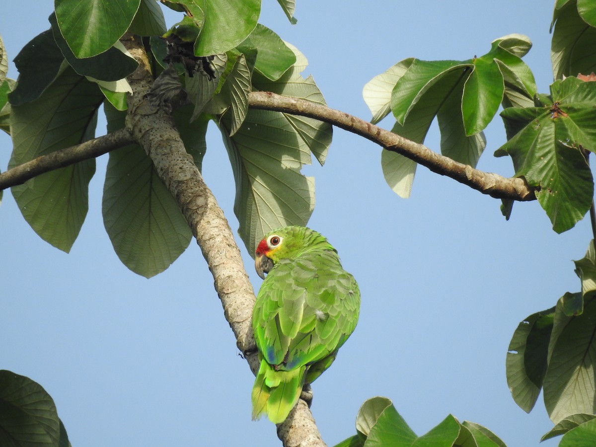 Red-lored Amazon - ML642885771