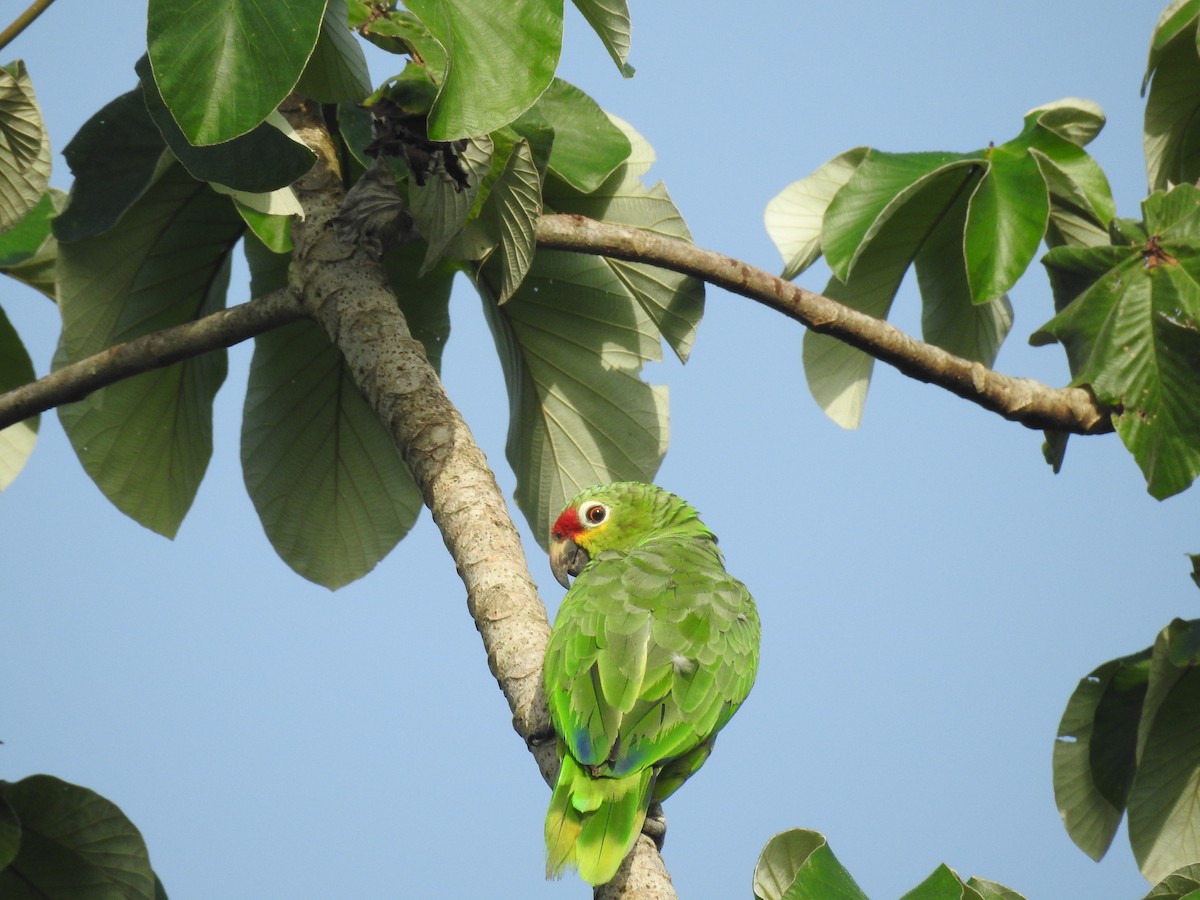 Red-lored Amazon - ML642885772