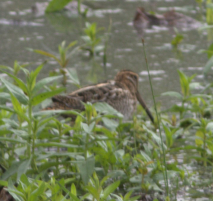Wilson's Snipe - ML642885773