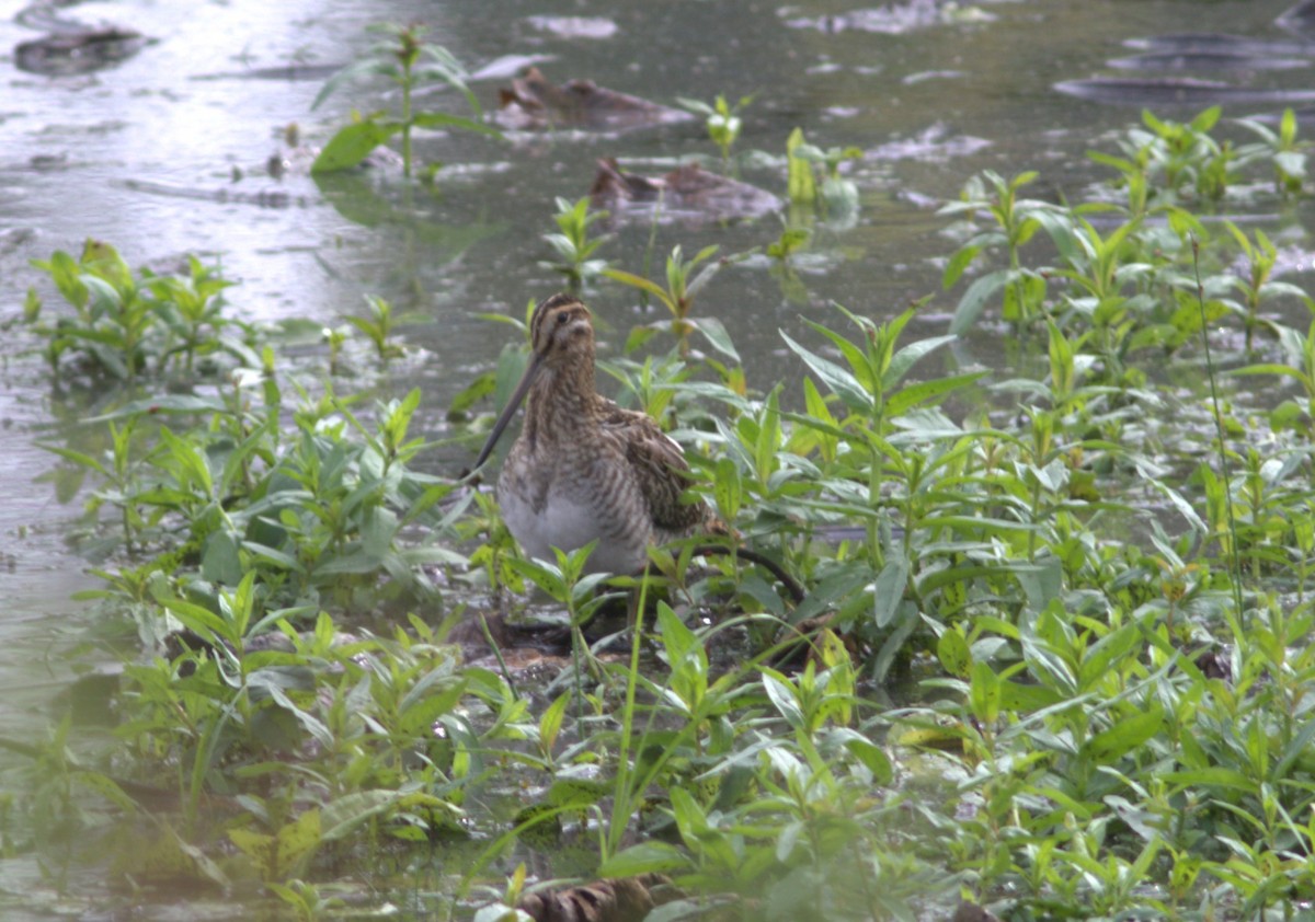 Wilson's Snipe - ML642885774