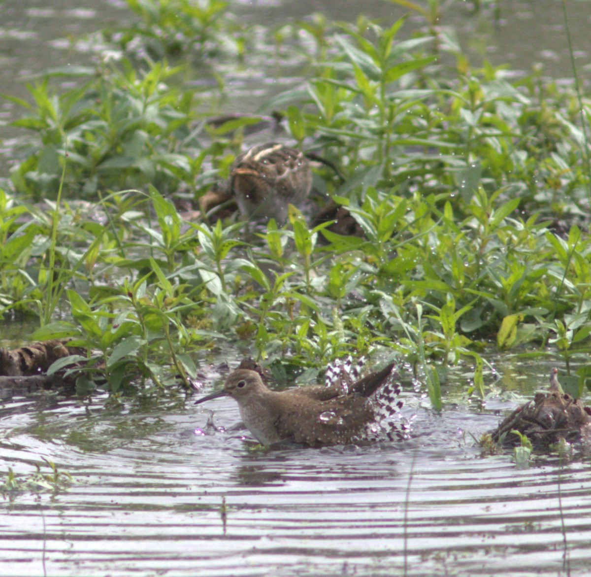 Solitary Sandpiper - ML642885784