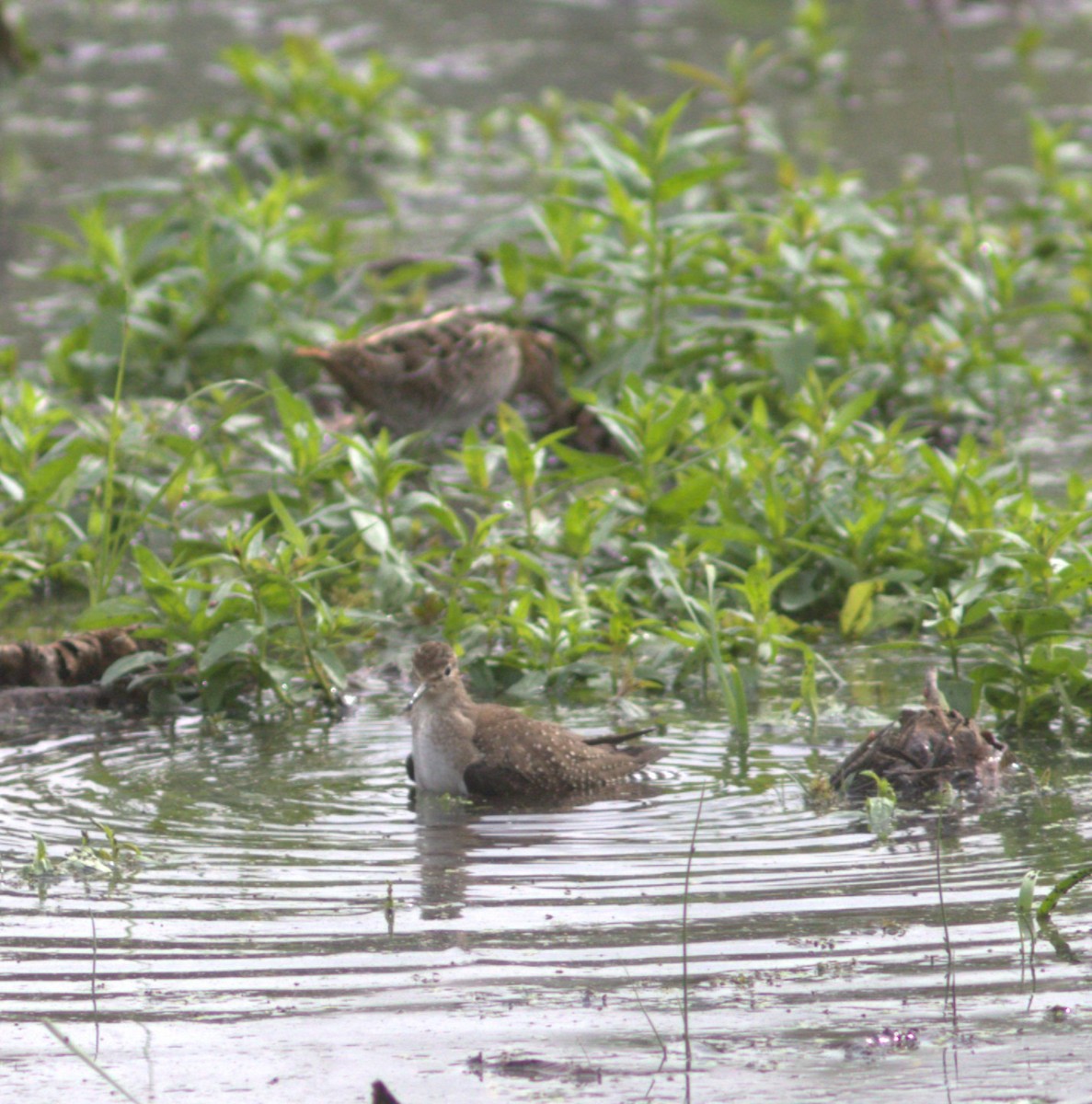 Solitary Sandpiper - ML642885785