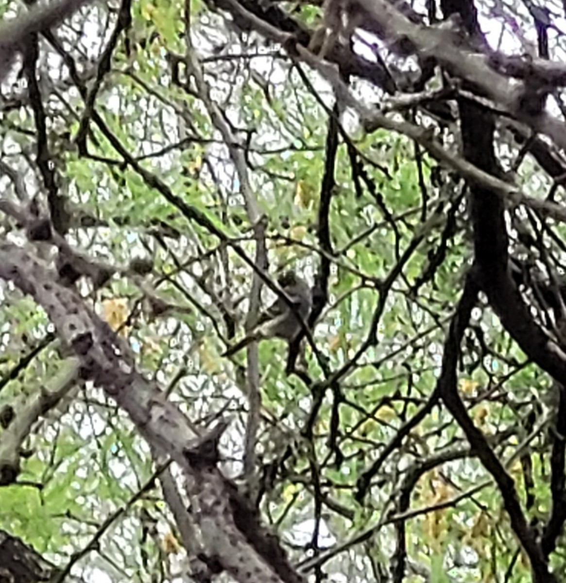 White-crested Elaenia - ML642885800