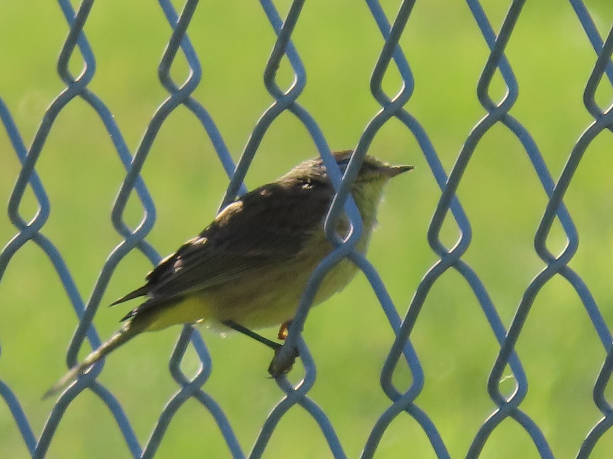 Palm Warbler (Yellow) - ML642885804