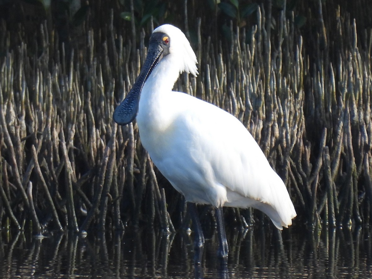 Royal Spoonbill - ML642885809