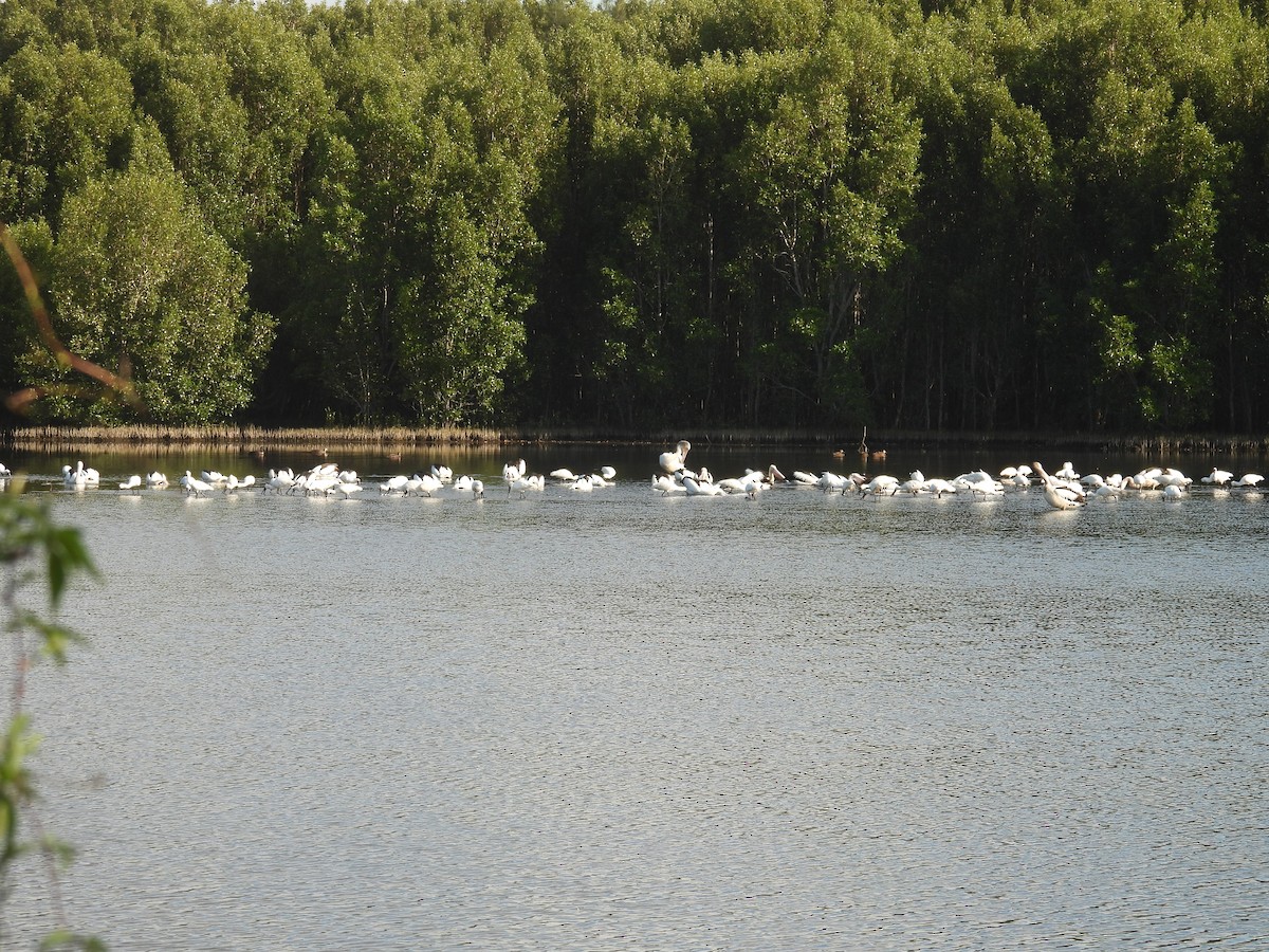 Royal Spoonbill - ML642885810