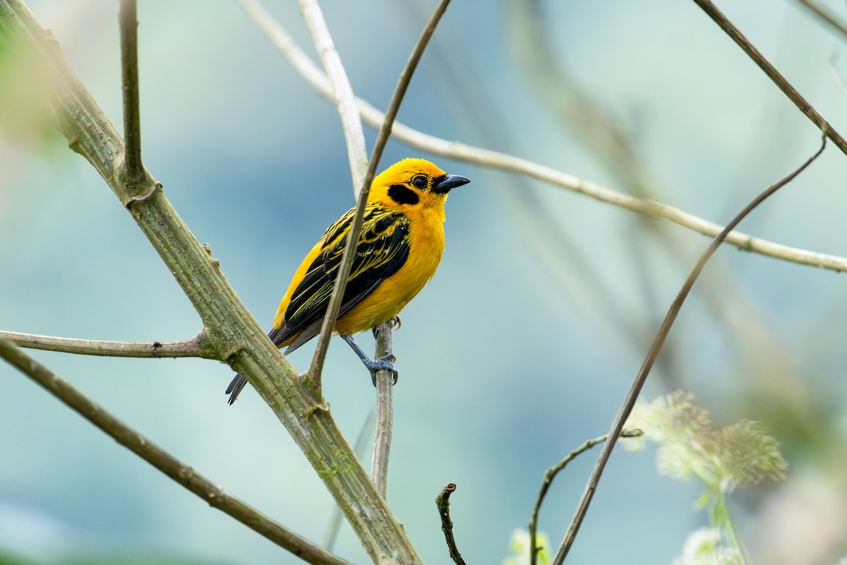 Golden Tanager - ML642885812
