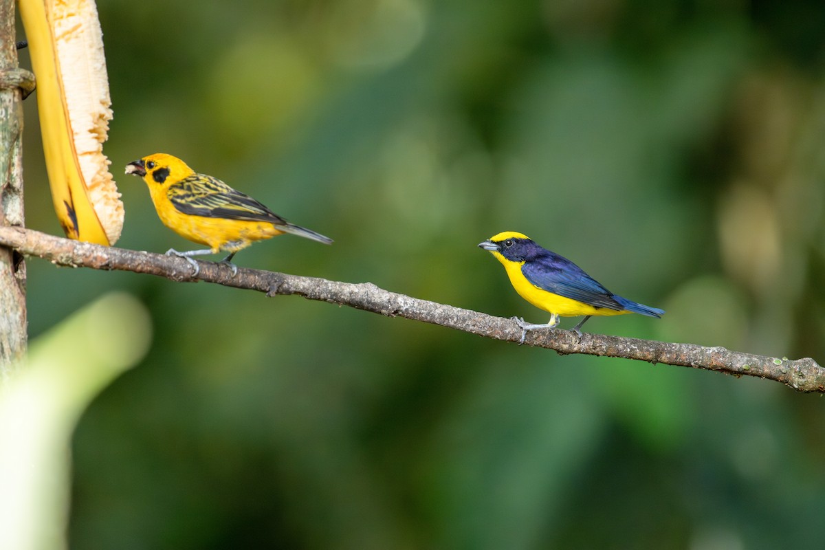 Golden Tanager - ML642885813