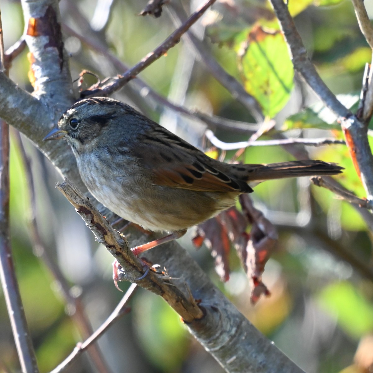 Swamp Sparrow - ML642885814