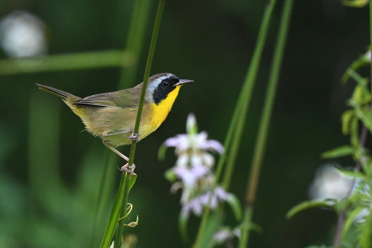 Common Yellowthroat - ML642885818