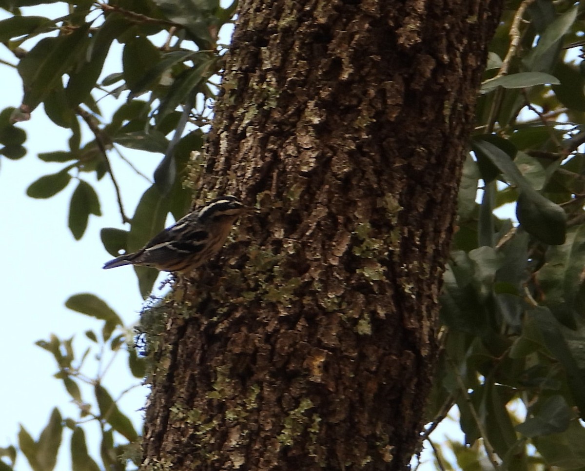 Black-and-white Warbler - ML642885820
