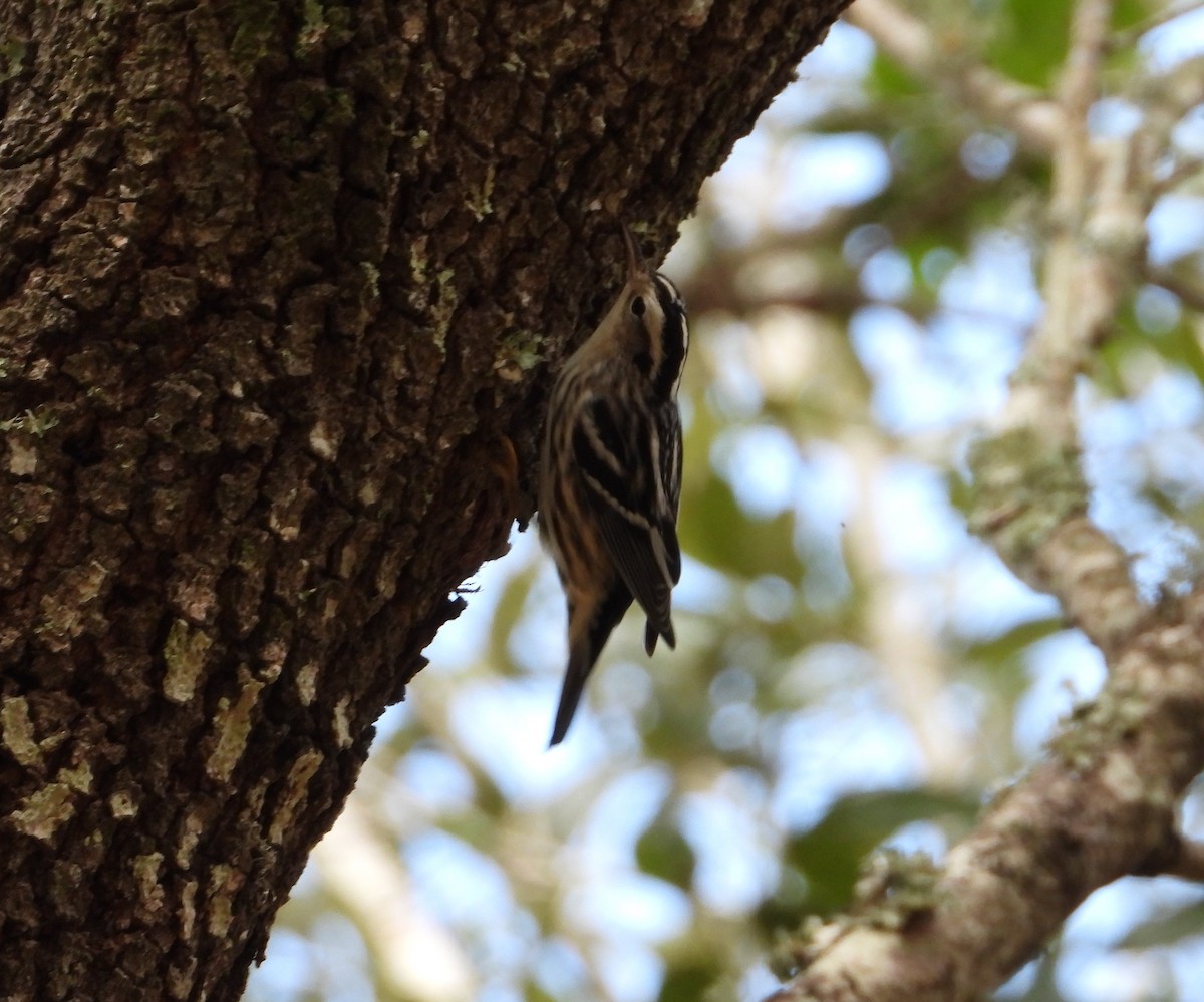 Black-and-white Warbler - ML642885821
